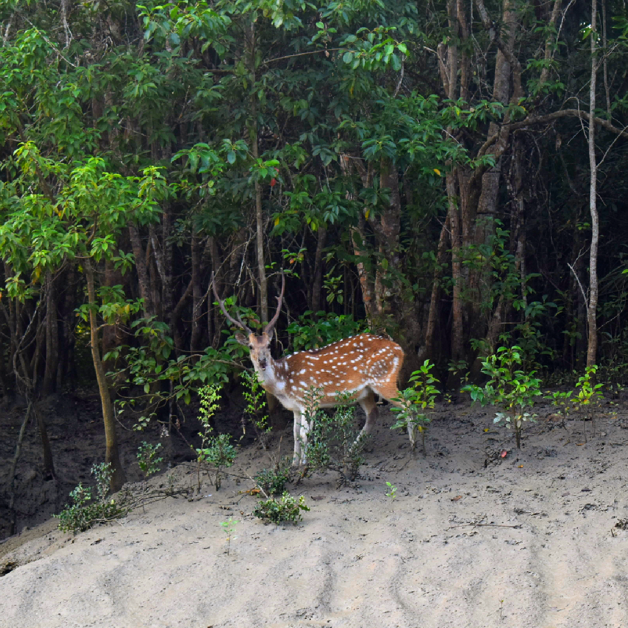 The Spotted Deer of the Sundarbans