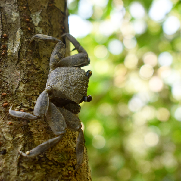 Mud Crab of the Sundarbans